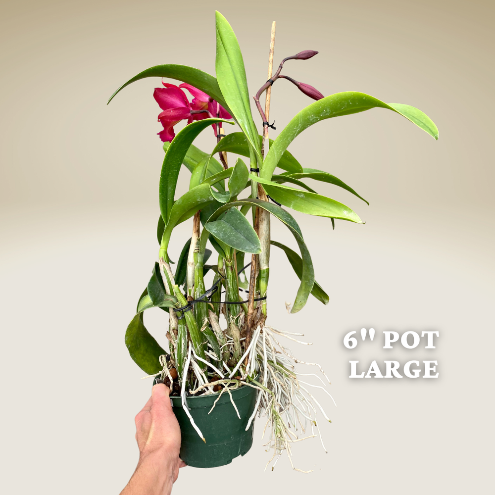 Ctph. Claudia's Grand Sunrise — Palmer Orchids